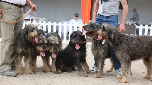 Les chiens de Bourgogne-Franche-Comté à l'honneur sur le salon de...